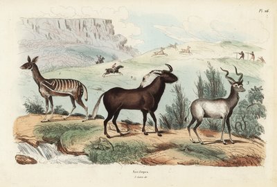 Bushbuck, Tragelaphus scriptus 1, black wildebeest or white-tailed gnu, Connochaetes gnou 2, greater kudu, Tragelaphus strepsiceros 3 作： Unbekannt