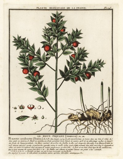 肉屋のほうき、Ruscus aculeatus。 作： Unbekannter Künstler