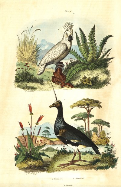 Cacatua galerita, Sulphur-crested Cockatoo, and horned screamer, Anhima cornuta Kakatoes et kamichi 作： Unbekannt