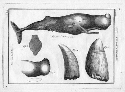 ピエール・ジョゼフ・ボナテール（1762-1804）著『自然三態の絵画百科事典と方法論』所収のカシャロット・トゥルンポ（だまし絵）。1784年パリ。 作： Unbekannter Künstler