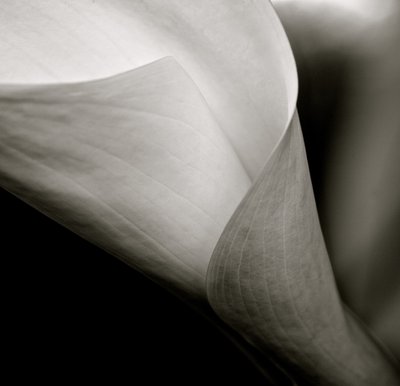 Callalily』2015年（モノクロ写真） 作： William M. Timlin