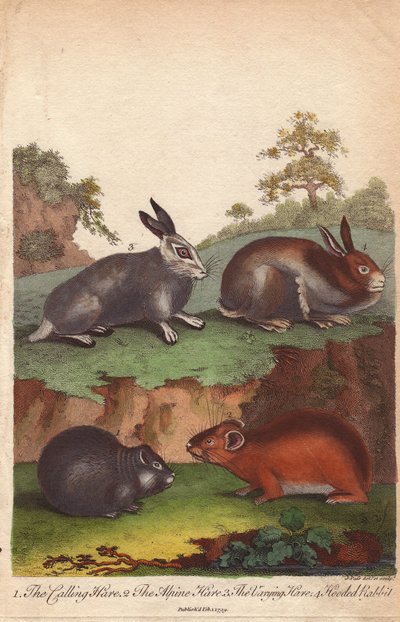 呼びウサギ、高山ウサギ、変化ウサギ、頭巾ウサギ Oryctolagus cuniculus, Lepus capensis, Lepus timidus 作： Unbekannter Künstler