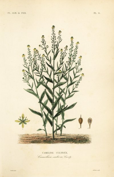 Camelina or false flax, Camelina sativa, Cameline cultivee 作： Unbekannt