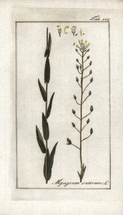 ドイツ産のカメリンまたは亜麻バサードまたはゴマ（Camelina sativa）。オランダ、ヨハネス・ゾーン（1739-1799）作 "Afbeelding der Artseny-Gewassen "のリトグラフ。 作： Unbekannter Künstler