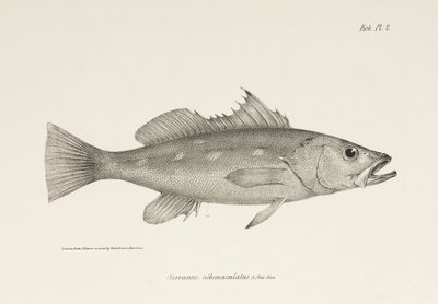 カモティージョ、太平洋、1832～1836年頃 作： Unbekannter Künstler