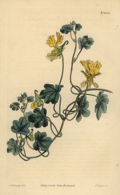 Canary creeper, Indian cress or ciliated tropaeolum, Tropaeolum peregrinum 作： Unbekannt