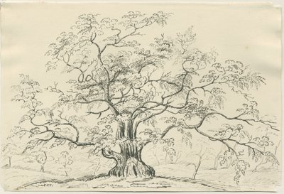 Cannock Chase：ペンと鉛筆の描画、nd [？19セント] 作： Unbekannt