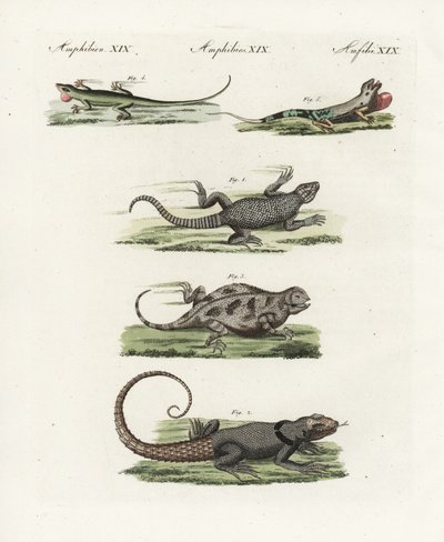 マダガスカルアマツバメ（Madagascar lezard）Oplurus cuvieri 2、ヤマカガシトカゲ（lezard a horn）Phrynosoma orbiculare 3、ジャマイカアノール（Jamaique lezard）Anolis garmani 4、グリーンアノール（Green ano 作： Unbekannter Künstler