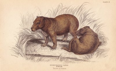 カピバラ、Hydrochoerus hydrochaeris（Hydrochaerus cabiai）。エジンバラのウィリアム・ジャーディンの「ナチュラリスト・ライブラリー」所収のチャールズ・ハミルトン・スミスの図版をもとにリザースが手彩色したスチール・エングレーヴィング。 作： Unbekannter Künstler