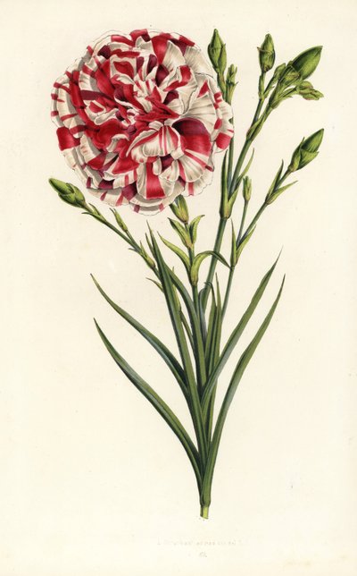 カーネーションの雑種、ルイ・ナポレオン、ダイアンサス・カリオフィルス。Louis van HoutteとCharles Lemaireの「Flowers of the Gardens and Hothouses of Europe, Flore des Serres et des Jardins de l