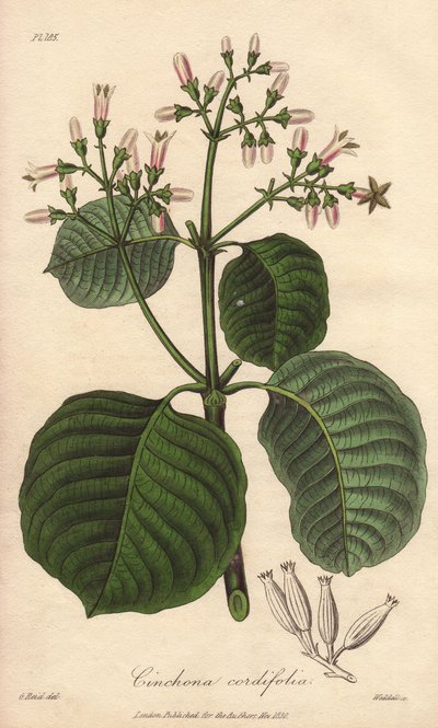 カルタヘナの樹皮、Cinchona cordifolia 作： Unbekannter Künstler