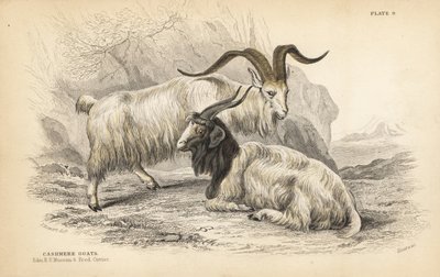 カシミアヤギ、Capra hircus lanigera。エディンバラ王立大学博物館とフレデリック・キュヴィエ。エジンバラのWilliam Jardine