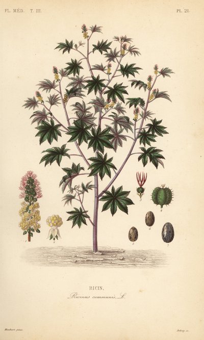 ヒマシ、ヒマシ油の植物、Ricinus communis、リシン 作： Unbekannt