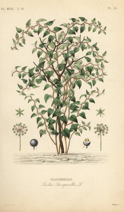 Cat greenbriar or catbriar, Smilax glauca, Smilax sarsaparilla, Salsepareille, Pierre Oscar Reveil, AよりEdouard Maubertの植物図版をもとにDebrayが描いた手彩色のスティールエングレーヴィング。 作： Unbekannt