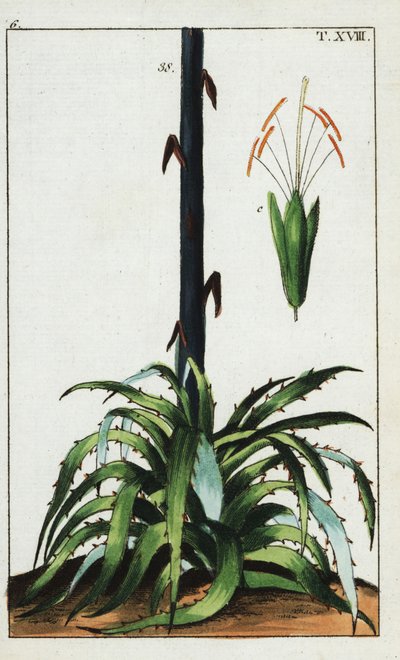 世紀の植物、アガベ アメリカーナ。 作： Unbekannter Künstler