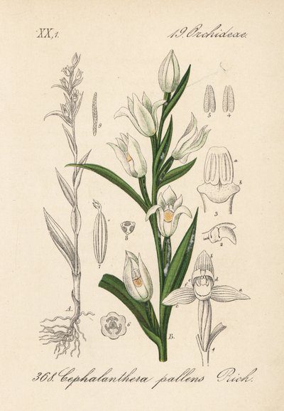 Cephalanthere has epe or long-leaved - Sword-leaved helleborine, Cephalanthera longifolia (Cephalanthera pallens).Diederich von Schlechtendal