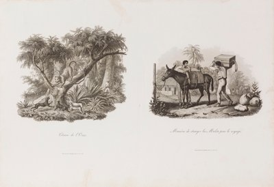 ブラジリアーナ・イコノグラフィック・コレクションより "Chasse de l