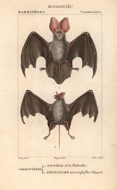Cheiroptere (chiroptere): Thebaideのnyctereとエジプトのrhynopome microphyll - Eau forte ジャン・ガブリエル・プレートル（1780-1845）作、カーノンケル版、フレデリック・キュヴィエ著、ピエール・ジャン・フランソワ・トゥー編集の自然科学辞典：哺乳類用 作： Unbekannter Künstler