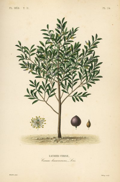 チェリーローレルまたはイングリッシュローレルの木、Prunus laurocerasus、Cerasus laurocerasus、Laurier-cerise 作： Unbekannt