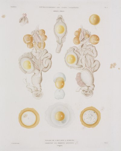 輸卵管内の鶏卵（1847-1859年頃 作： Unbekannt