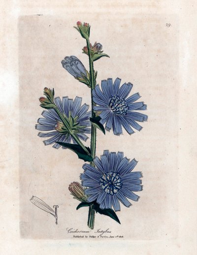 チコリーバイトレ（Cichorium intybus） ジェームズ・サワービーの「医学植物学」ウィリアム・ウッドヴィルとサー・ウィリアム・ジャクソン・フッカー著1832年。 作： Unbekannter Künstler