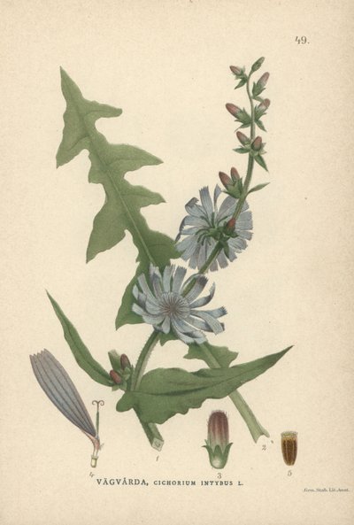チコリ, Cichorium intybus 作： Unbekannter Künstler