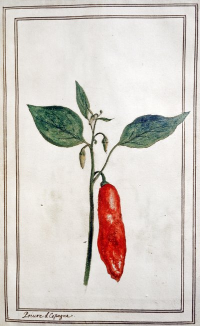スペイン産唐辛子、1780-1800年頃（エングレーヴィング） 作： Unbekannter Künstler
