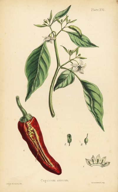 唐辛子、トウガラシ。エドワード・ハミルトン著 "Flora Homeopathica "よりL.W.のイラストをもとにヘンリー・サワービーが手彩色したリトグラフ。 作： Unbekannter Künstler