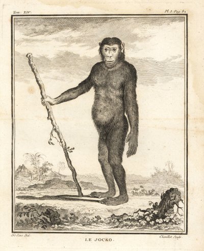 チンパンジー、Pan troglodytes。ジョッコ。絶滅危惧種。ジョルジュ＝ルイ・ルクレール、ビュフォン伯爵の『自然史』（パリ王立印刷所）より、ジャック・ド・セーヴの挿絵にシュヴィレによる銅版画。 作： Unbekannter Künstler