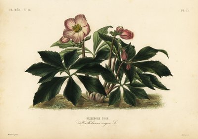 クリスマスローズ、ブラックヘレボア、Helleborus niger 作： Unbekannt