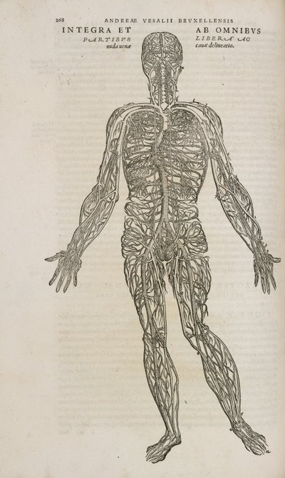 循環 男性人体の静脈系 作： Unbekannt