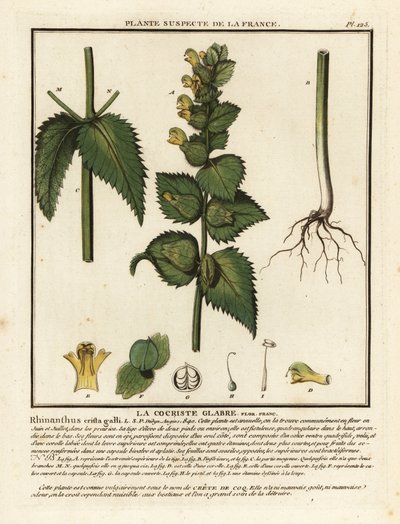コックの櫛、Rhinanthus crista-galli。 作： Unbekannter Künstler