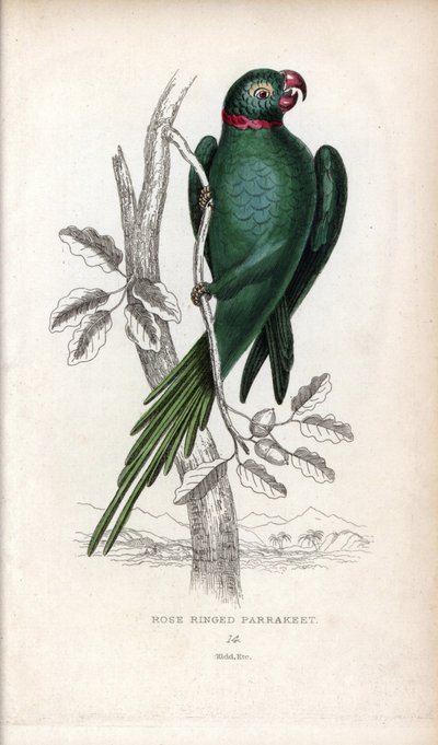 コザクラインコ、Psittacula krameri。Psittacus torquatus。ジョン・オーデュボンのデッサンに基づくジョセフ・キッドのリトグラフ：1833年にスコットランドのエディンバラで出版された『Miscellany of Natural History: Parrots, Sir Thomas DiK Lauder and Captain Thomas Brown』に掲載されたジョン・オーデュボンの図面をもとにしたジョセフ・キッドのリトグラフ。 作： Unbekannter Künstler
