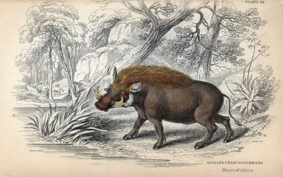 コモンアフリカファコチャー（Phaochoerus africanus）。ジェームズ・スチュワートのデッサンを基にしたウィリアム・リザースによる銅版画。W.H.リザース編『Naturalist Library: mammals, pachyderms and quadrupedes with fine skin』に掲載。 作： Unbekannter Künstler