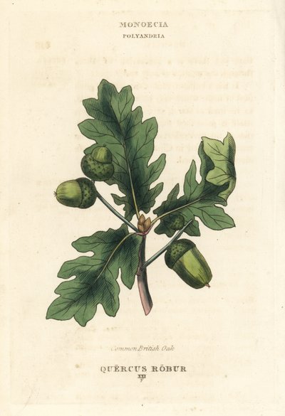 イギリスのコナラの木。リチャード・デュッパの図版をもとにした手彩色銅版画（『The Clours and Orders of the Linnaean System of Botany』Longman, Hurst, Londonより）。 作： Unbekannter Künstler