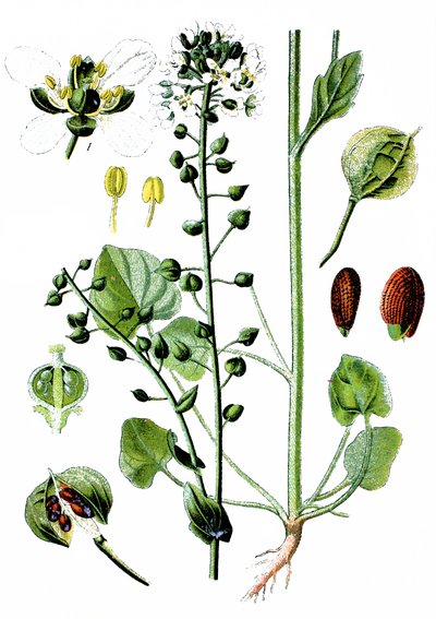 コモン・スクルビーグラス, Cochlearia officinalis 作： Unbekannter Künstler