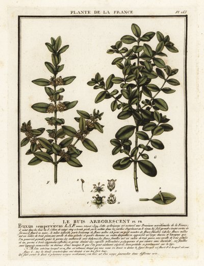 共通ボックス、Buxus sempervirens。 作： Unbekannter Künstler