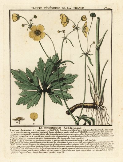一般的なキンポウゲ、Rananculus acris。 作： Unbekannter Künstler