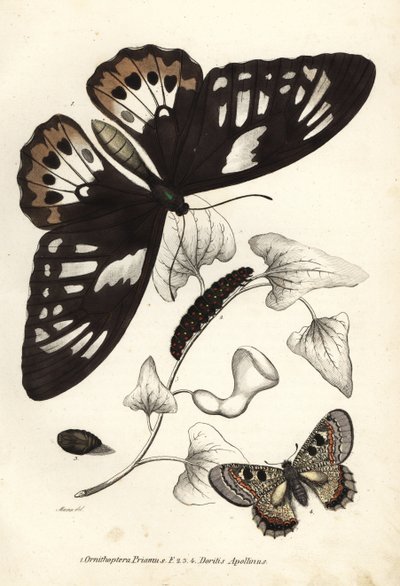 ミドリシジミ（Ornithoptera priamus）、チョウ、イモムシ、サナギ、ニセアカタテハ（Doritis apollinus）。ゲオルク・フリードリヒ・トライチケの自然史ギャラリー、Naturhistorischer Bildersaal des Thi所蔵の手彩色リトグラフ。 作： Unbekannter Künstler