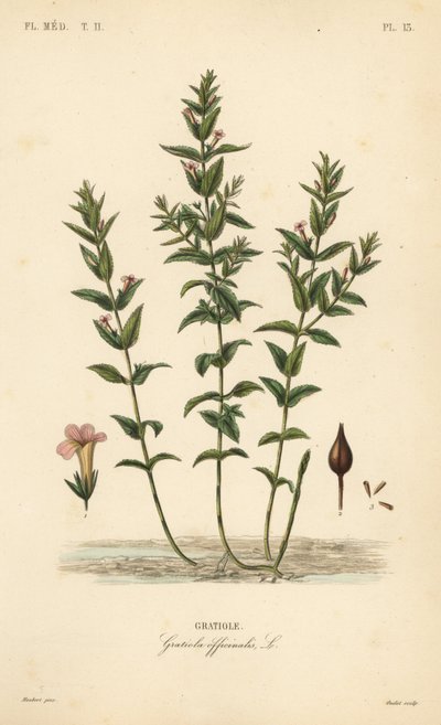一般的なヘッジヒソップや恵みのハーブ、Gratiola officinalis、Gratiole。 作： Unbekannt
