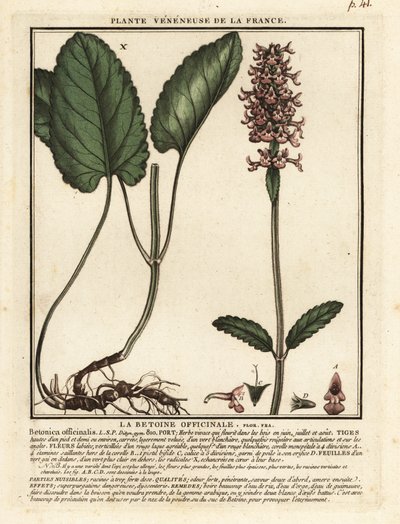 一般的な生け垣、Stachys officinalis。 作： Unbekannter Künstler