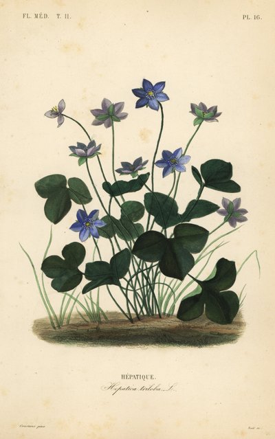 アネモネ・ヘパティカ（Anemone hepatica）、ヘパティカ・トリロバ（Hepatica triloba）、ヘパティーク（Hepatique）。 作： Unbekannt