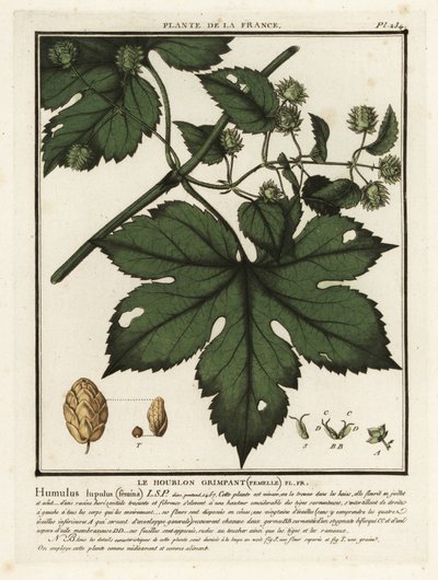 一般的なホップ、Humulus lupulus。 作： Unbekannter Künstler