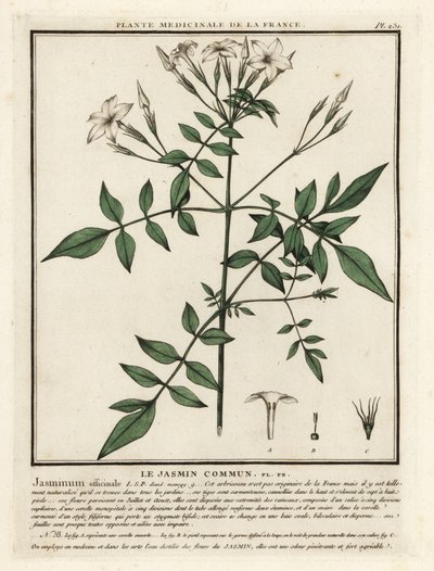 一般的なジャスミン、Jasminum officinale。 作： Unbekannter Künstler