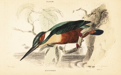 カワセミ、カワセミ。 1889年（彫刻） 作： Unbekannter Künstler
