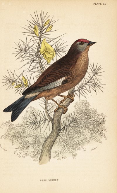 一般的なカワサギ、Linaria cannabina、枝に腰掛け.1889 (彫刻) 作： Unbekannter Künstler