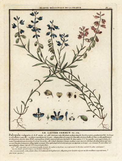 一般的なトウワタ、Polygala vulgaris。 作： Unbekannter Künstler