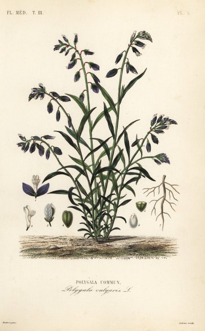 ヒヨドリバナ（Polygala vulgaris）、ヒヨドリバナ（Polygala commun）。 作： Unbekannt