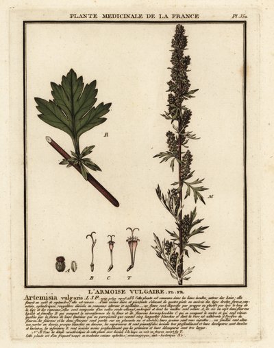 一般的なヨモギ、Artemisia vulgaris。 作： Unbekannter Künstler