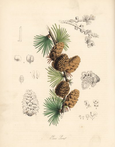 Common or European meleze - 白カラマツの木、Larix decidua (Larix europaea)の葉、枝、松かさ。C. シャボによる手彩色のジンコグラフ。M. A. バーネット嬢の "Plantae Utiliores: or Illustrations of Useful Plants", Whittaker, Londonより抜粋。 作： Unbekannter Künstler